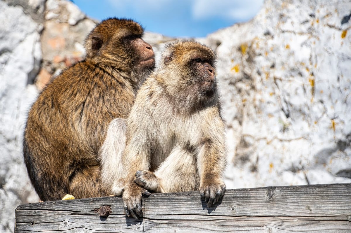 a-loving-couple-of-primates-in-Gibraltar