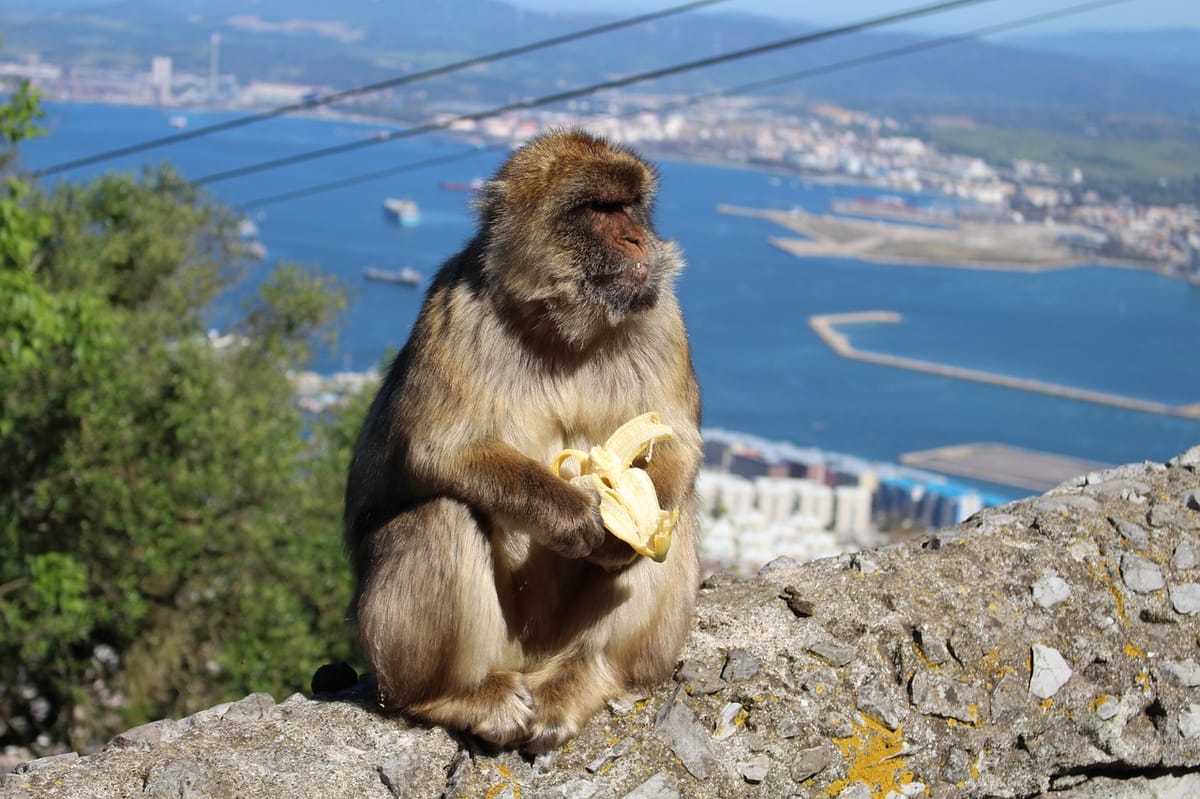 a-lonely-macaca-with-a-banana-in-Gibraltar